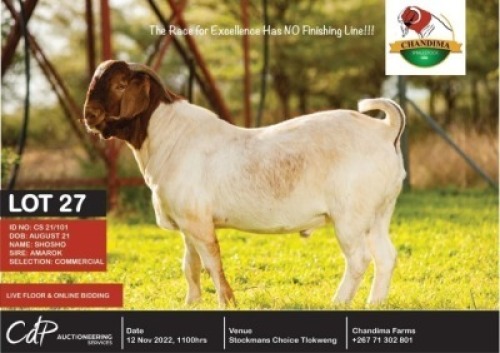 1 x BOER GOAT COMMERCIAL BUCK CHANDIMA