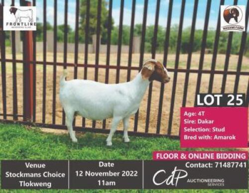 1 x BOER GOAT STUD EWE NASAMI