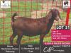 1 x KALAHARI RED COMMERCIAL EWE NASAMI