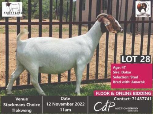 1 x BOER GOAT STUD EWE NASAMI