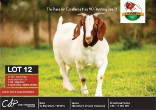 1 x BOER GOAT COMMERCIAL EWE CHANDIMA