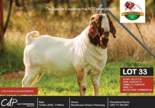 1 x BOER GOAT COMMERCIAL BUCK CHANDIMA