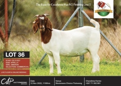 1 x BOER GOAT COMMERCIAL EWE CHANDIMA