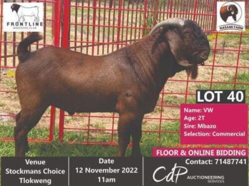 1 x KALAHARI RED COMMERCIAL BUCK NASAMI