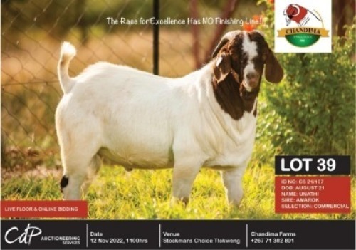 1 x BOER GOAT COMMERCIAL BUCK CHANDIMA