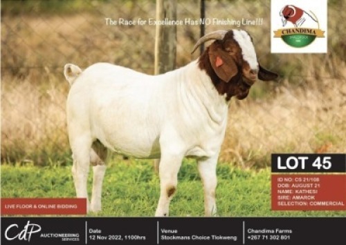1 x BOER GOAT COMMERCIAL BUCK CHANDIMA