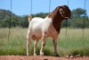 1X BOERBOK RAM Dome Africa Boergoat Stud - KUDDE - 2