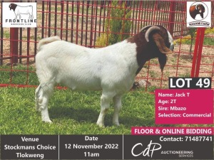 1 x BOER GOAT COMMERCIAL BUCK NASAMI