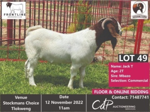 1 x BOER GOAT COMMERCIAL BUCK NASAMI