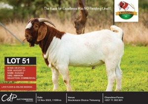 1 x BOER GOAT COMMERCIAL BUCK CHANDIMA