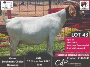 1 x BOER GOAT COMMERCIAL EWE NASAMI