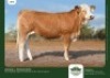 1 x SIMMENTALER HEIFER GRANDIN STUDS