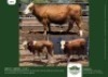 1+2 x SIMMENTALER COW + CALF GRANDIN STUDS