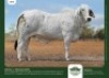1 x BRAHMAN HEIFER GRANDIN STUDS