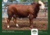 1 x SIMMENTALER HEIFER GRANDIN STUDS