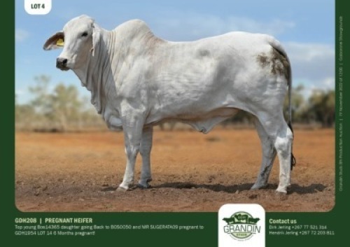 1 x BRAHMAN HEIFER GRANDIN STUDS