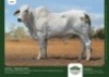 1 x BRAHMAN HEIFER GRANDIN STUDS