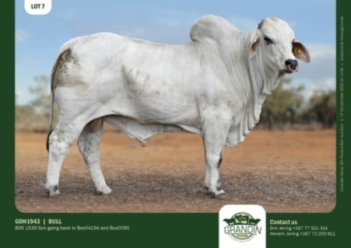 1 x BRAHMAN BULL GRANDIN STUDS