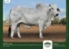 1 x BRAHMAN BULL GRANDIN STUDS
