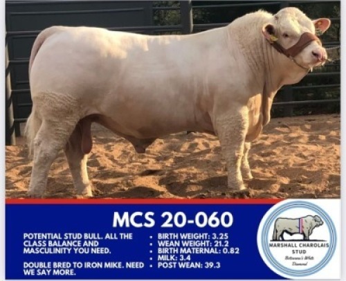 1 x CHAROLAIS BULL MARSHALL CHAROLAIS STUD
