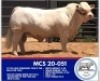 1 x CHAROLAIS BULL MARSHALL CHAROLAIS STUD