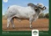 1 x BRAHMAN BULL GRANDIN STUDS