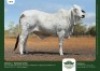 1 x BRAHMAN BULL GRANDIN STUDS - 2