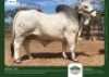 1 x BRAHMAN BULL GRANDIN STUDS