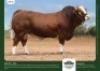 1 x SIMMENTALER BULL GRANDIN STUDS