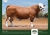1 x SIMMENTALER BULL GRANDIN STUDS