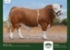 1 x SIMMENTALER BULL GRANDIN STUDS