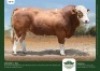 1 x SIMMENTALER BULL GRANDIN STUDS - 2