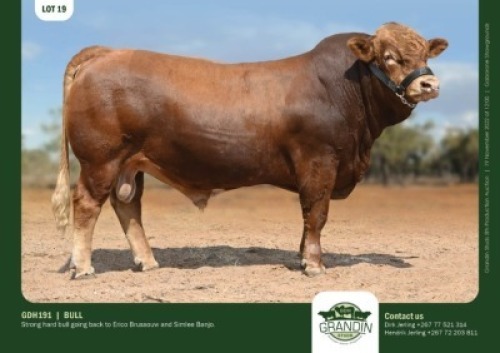 1 x SIMBRA BULL GRANDIN STUDS