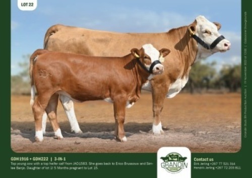 1+1 x SIMMENTALER COW + CALF GRANDIN STUDS