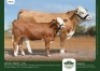 1+1 x SIMMENTALER COW + CALF GRANDIN STUDS