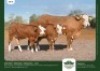1+1 x SIMMENTALER COW + CALF GRANDIN STUDS