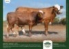 1+1 x SIMMENTALER COW + CALF GRANDIN STUDS