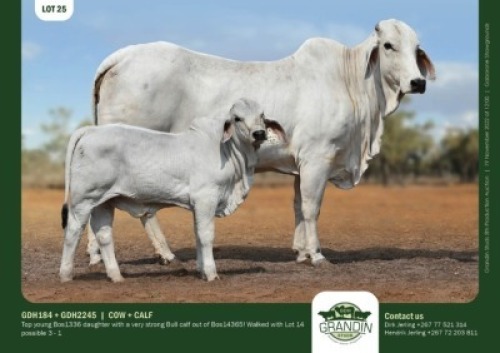 1+1 x BRAHMAN COW + CALF GRANDIN STUDS