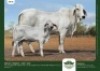 1+1 x BRAHMAN COW + CALF GRANDIN STUDS