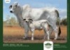 1+1 x BRAHMAN COW + CALF GRANDIN STUDS