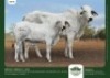 1+1 x BRAHMAN COW + CALF GRANDIN STUDS