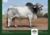1 x BRAHMAN BULL GRANDIN STUDS
