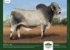 1 x BRAHMAN BULL GRANDIN STUDS