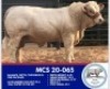 1 x CHAROLAIS BULL MARSHALL CHAROLAIS STUD