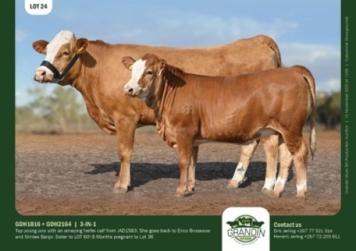 1+1 x SIMMENTALER COW + CALF GRANDIN STUDS
