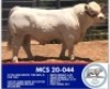 1 x CHAROLAIS BULL MARSHALL CHAROLAIS STUD