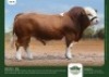 1 x SIMMENTALER BULL GRANDIN STUDS - 2