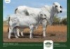 1+1 x BRAHMAN COW + CALF GRANDIN STUDS