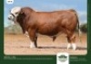 1 x SIMMENTALER BULL GRANDIN STUDS