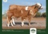 1+1 x SIMMENTALER COW + CALF GRANDIN STUDS